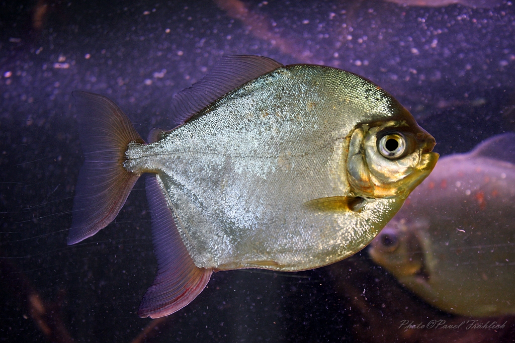 Akvarium Malawi, Lednice.jpg